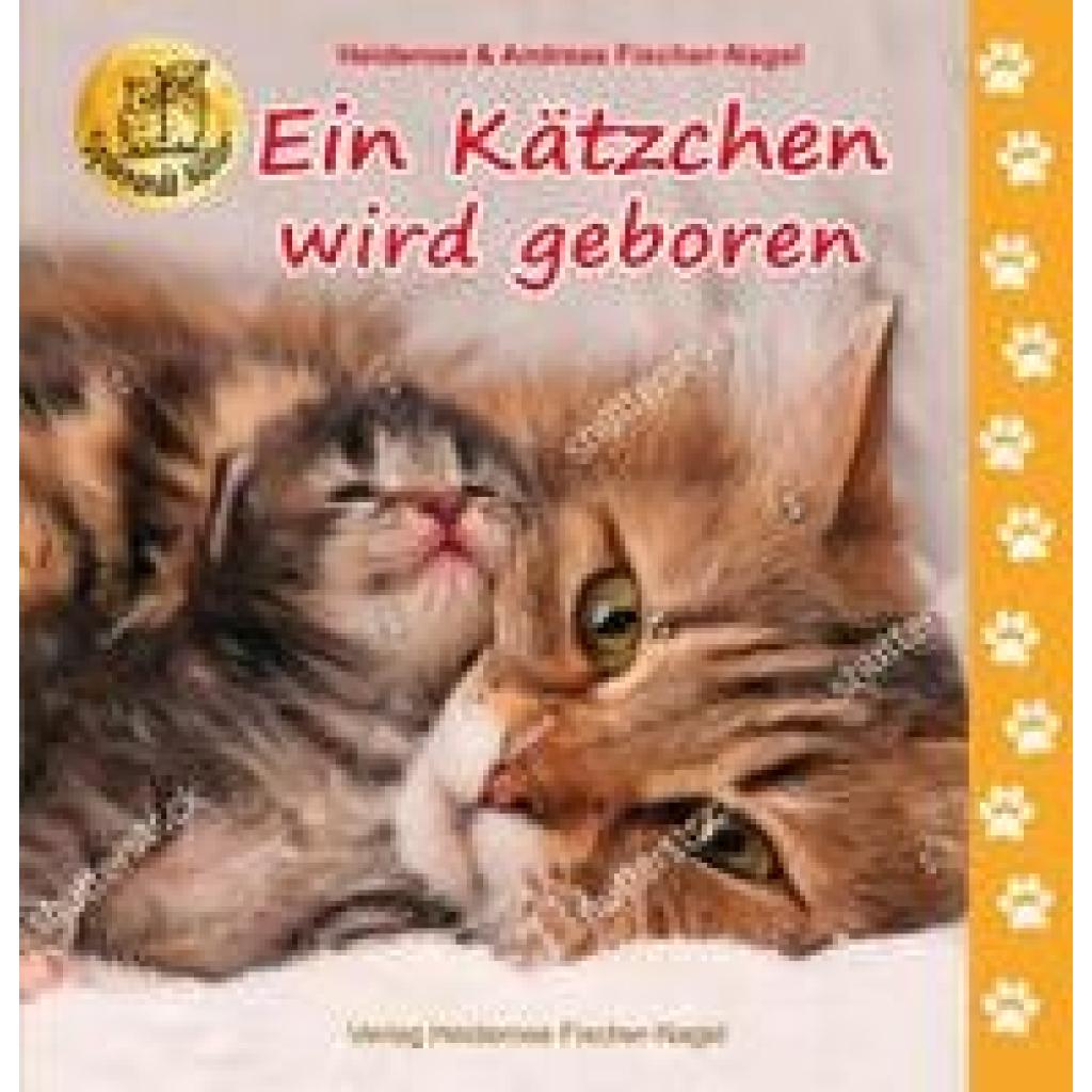 9783949939013 - Spannende Natur   Ein Kätzchen wird geboren - Heiderose Fischer-Nagel Gebunden