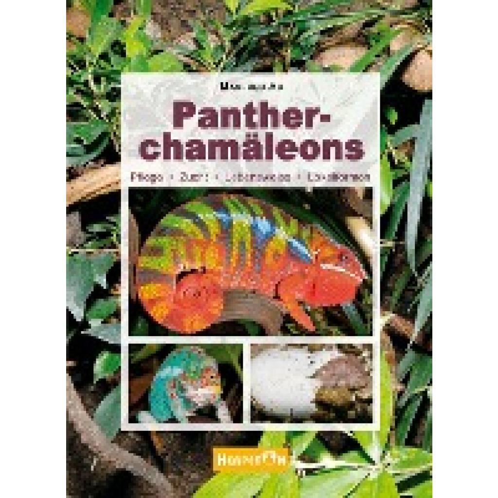 Pantherchamäleons (Au, Manfred)