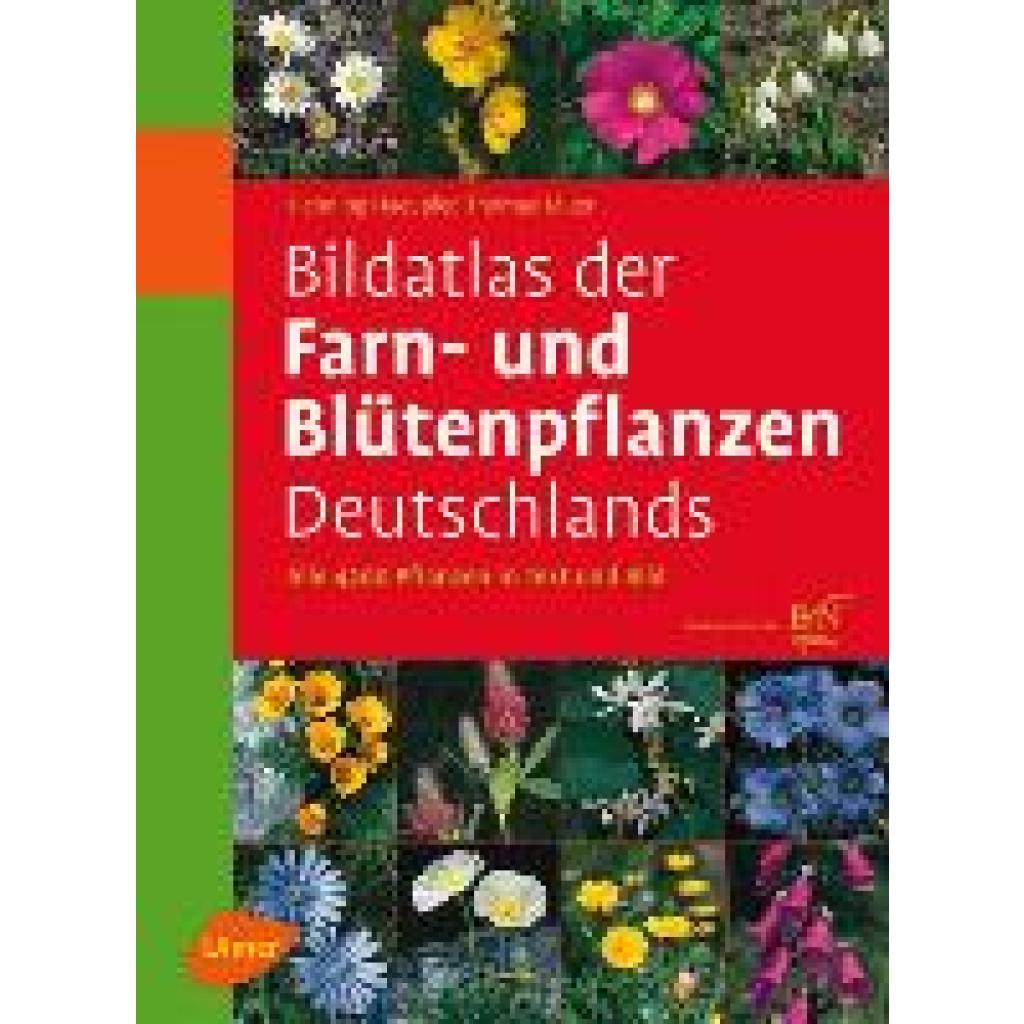 9783800149902 - Bildatlas der Farn- und Blütenpflanzen Deutschlands - Henning Haeupler Thomas Muer Götz Heinrich Loos Gebunden