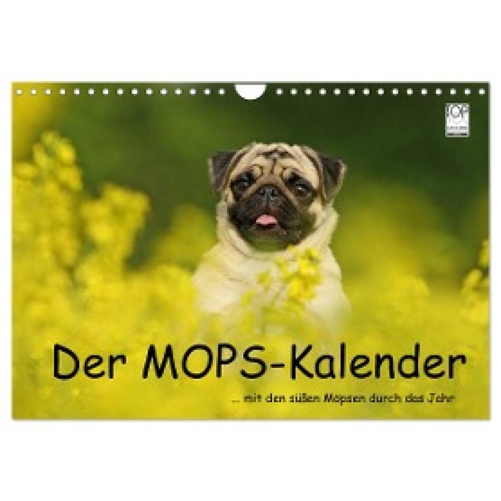Köntopp, Kathrin: Der MOPS-Kalender (Wandkalender 2024 DIN A4 quer), CALVENDO Monatskalender