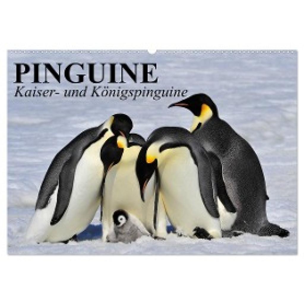 Stanzer, Elisabeth: Pinguine - Kaiser- und Königspinguine (Wandkalender 2024 DIN A2 quer), CALVENDO Monatskalender
