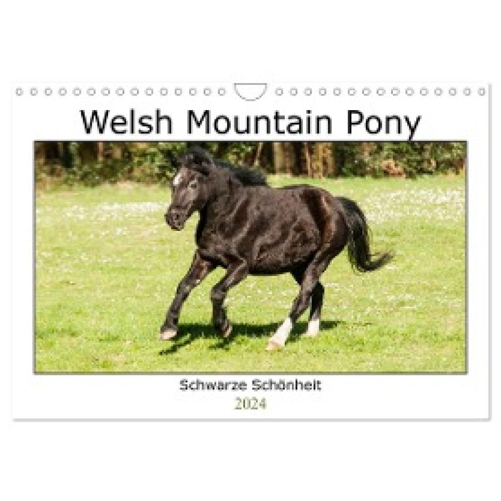 Bölts, Meike: Welsh Mountain Pony - Schwarze Schönheit (Wandkalender 2024 DIN A4 quer), CALVENDO Monatskalender