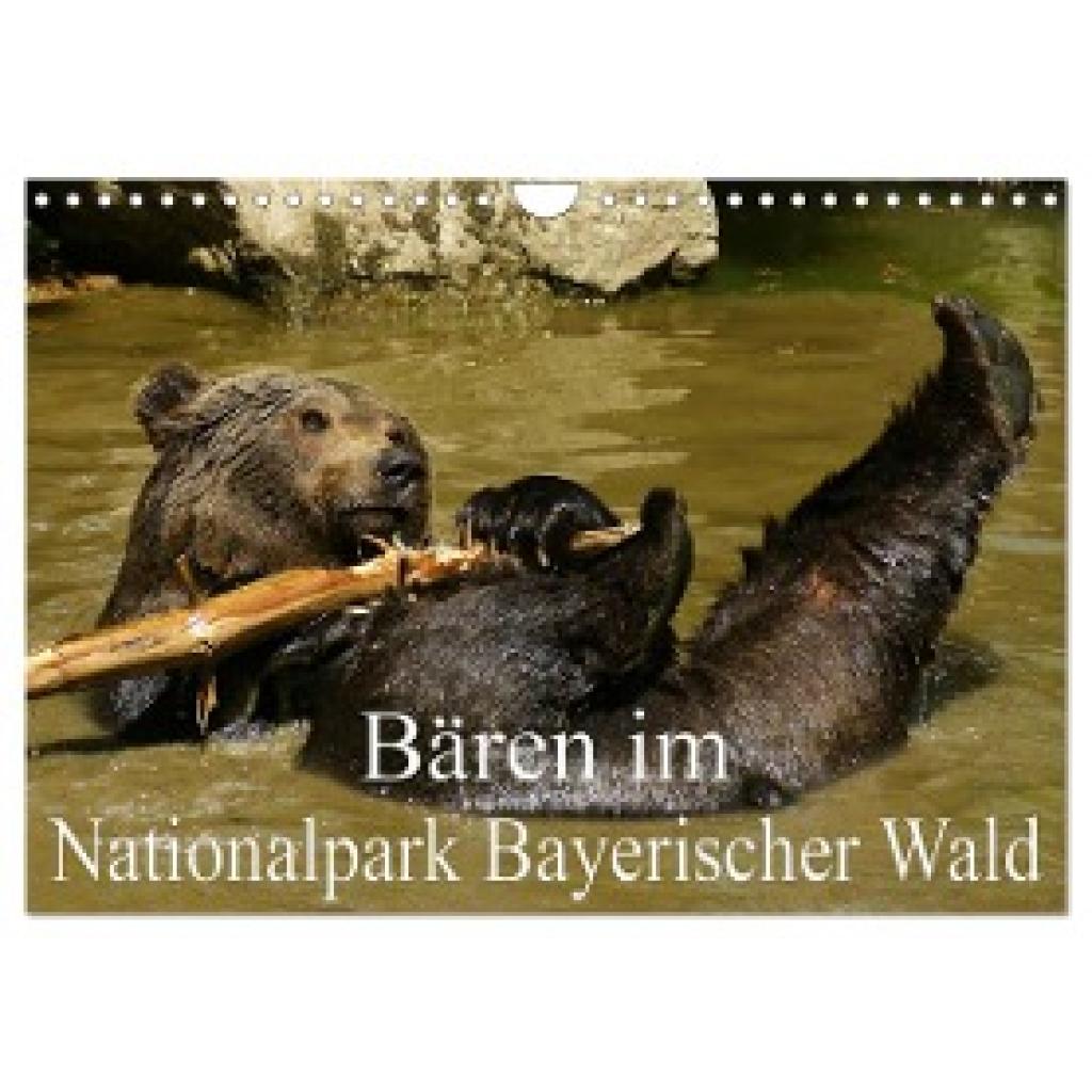 Müller, Erika: Bären im Nationalpark Bayerischer Wald (Wandkalender 2024 DIN A4 quer), CALVENDO Monatskalender