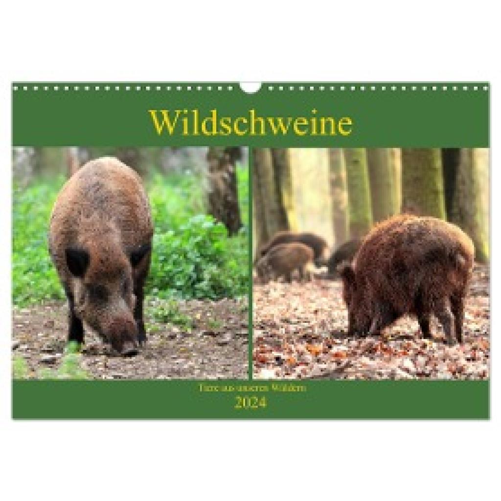 Klatt, Arno: Wildschweine - Tiere aus unseren Wäldern (Wandkalender 2024 DIN A3 quer), CALVENDO Monatskalender