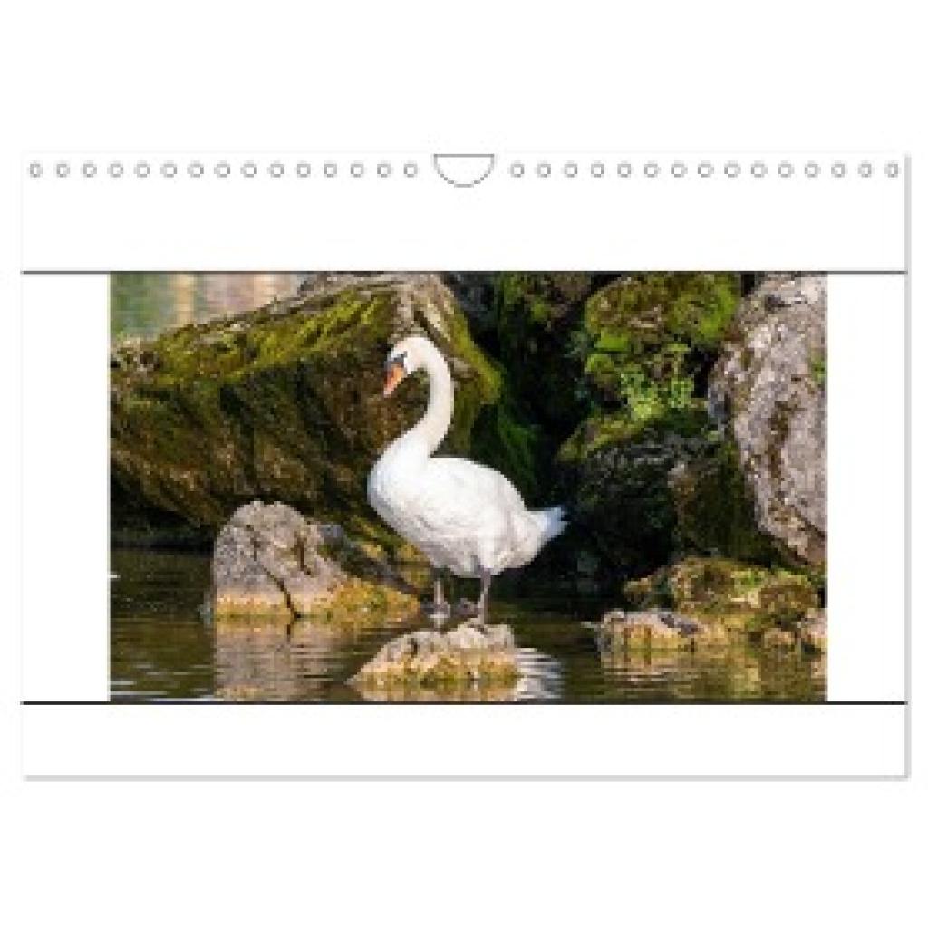 Bauer, Teresa: Vögel am Wasser entdecken (Wandkalender 2024 DIN A4 quer), CALVENDO Monatskalender