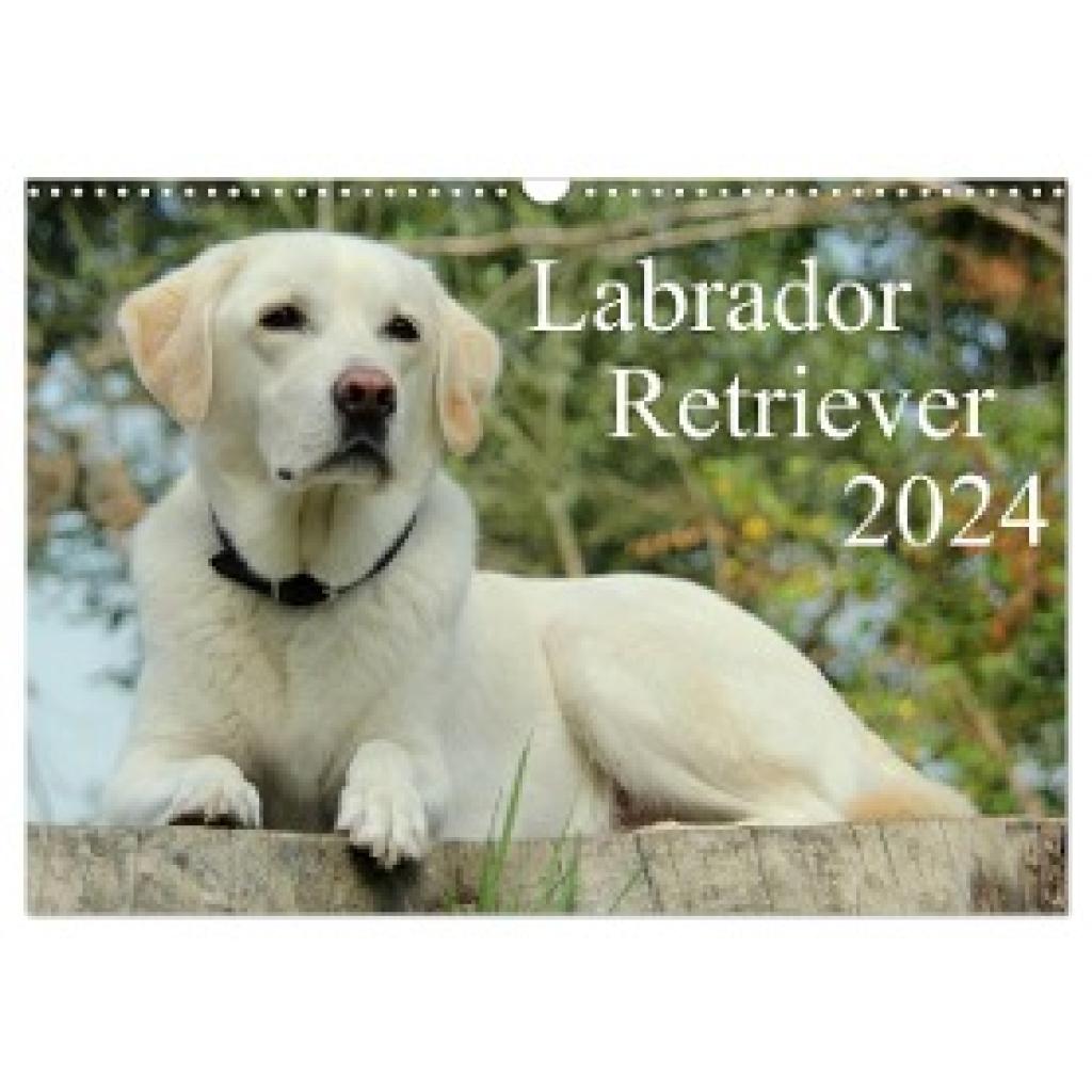 Schreuer, Anita: Labrador Retriever 2024 (Wandkalender 2024 DIN A3 quer), CALVENDO Monatskalender