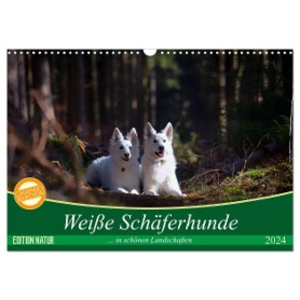 Schikore, Martina: Weiße Schäferhunde in schönen Landschaften (Wandkalender 2024 DIN A3 quer), CALVENDO Monatskalender