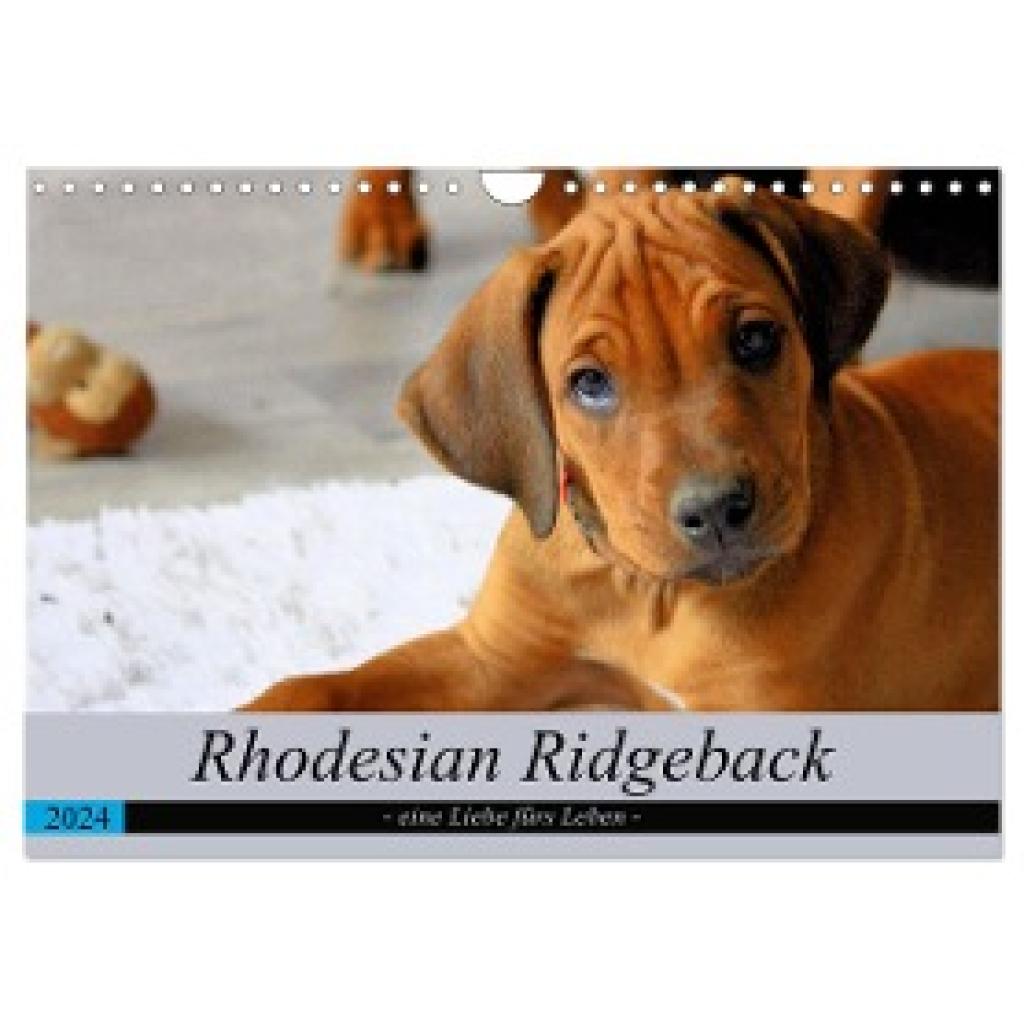 Behrens, Dagmar: Rhodesian Ridgeback - eine Liebe fürs Leben (Wandkalender 2024 DIN A4 quer), CALVENDO Monatskalender