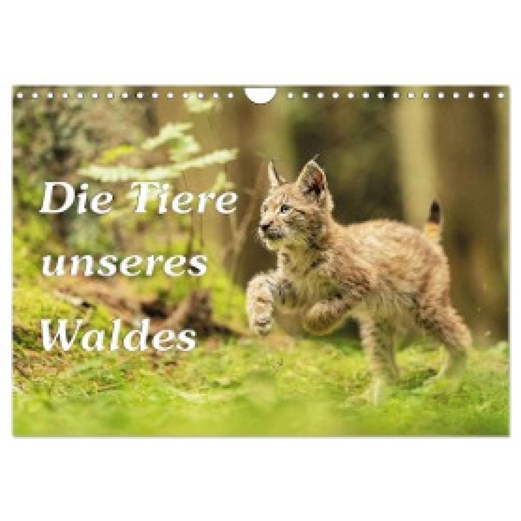Kirsch, Gunter: Die Tiere unseres Waldes (Wandkalender 2024 DIN A4 quer), CALVENDO Monatskalender