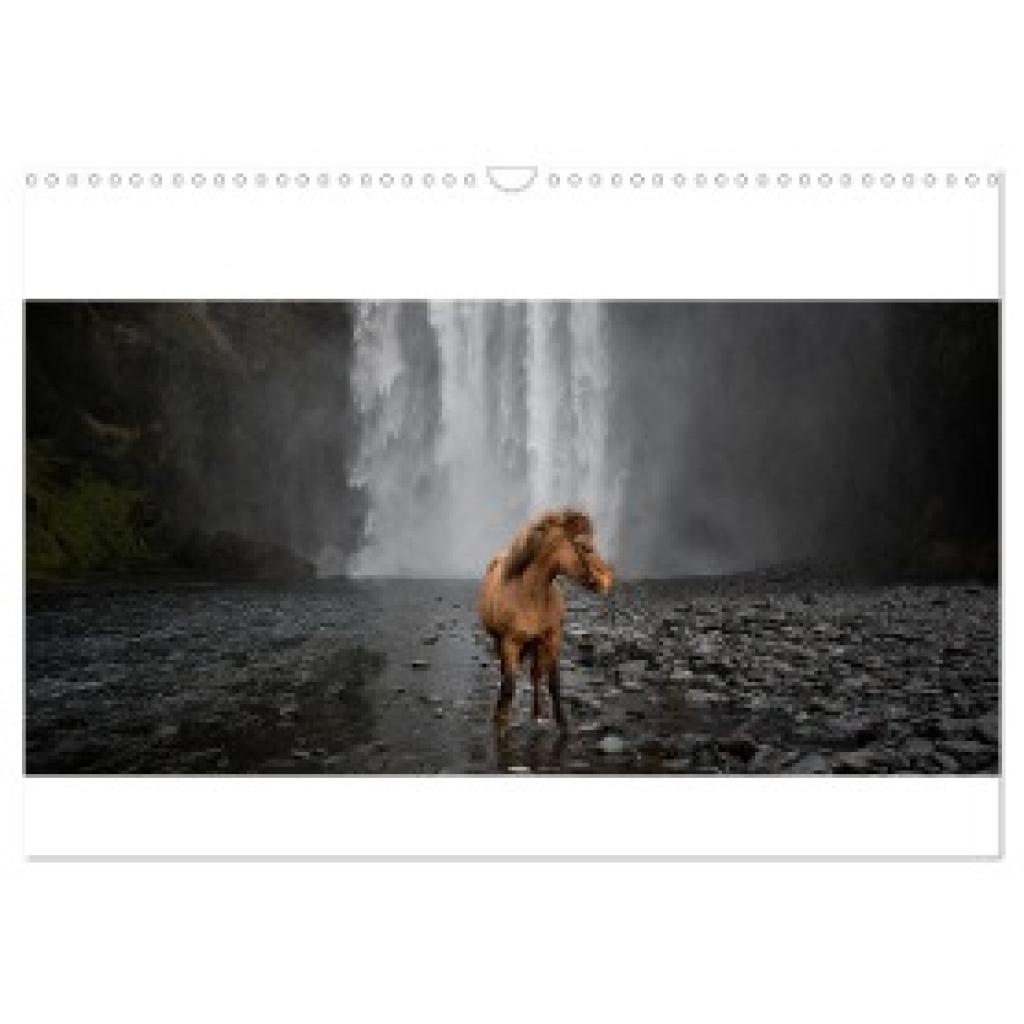 Voth, Alexandra: Islandpferde Kalender - Pferde von der Insel aus Feuer und Eis (Wandkalender 2024 DIN A3 quer), CALVEND