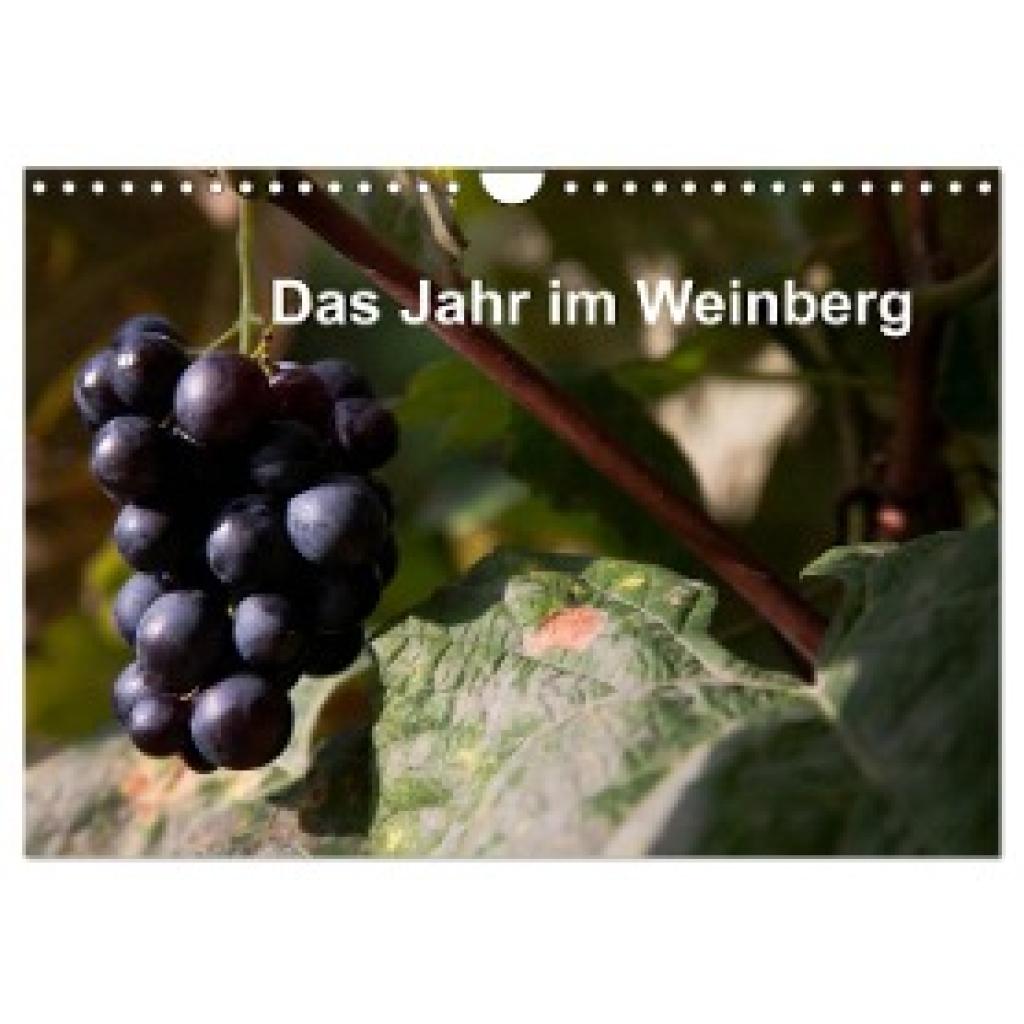 Baumert, Frank: Das Jahr im Weinberg (Wandkalender 2024 DIN A4 quer), CALVENDO Monatskalender