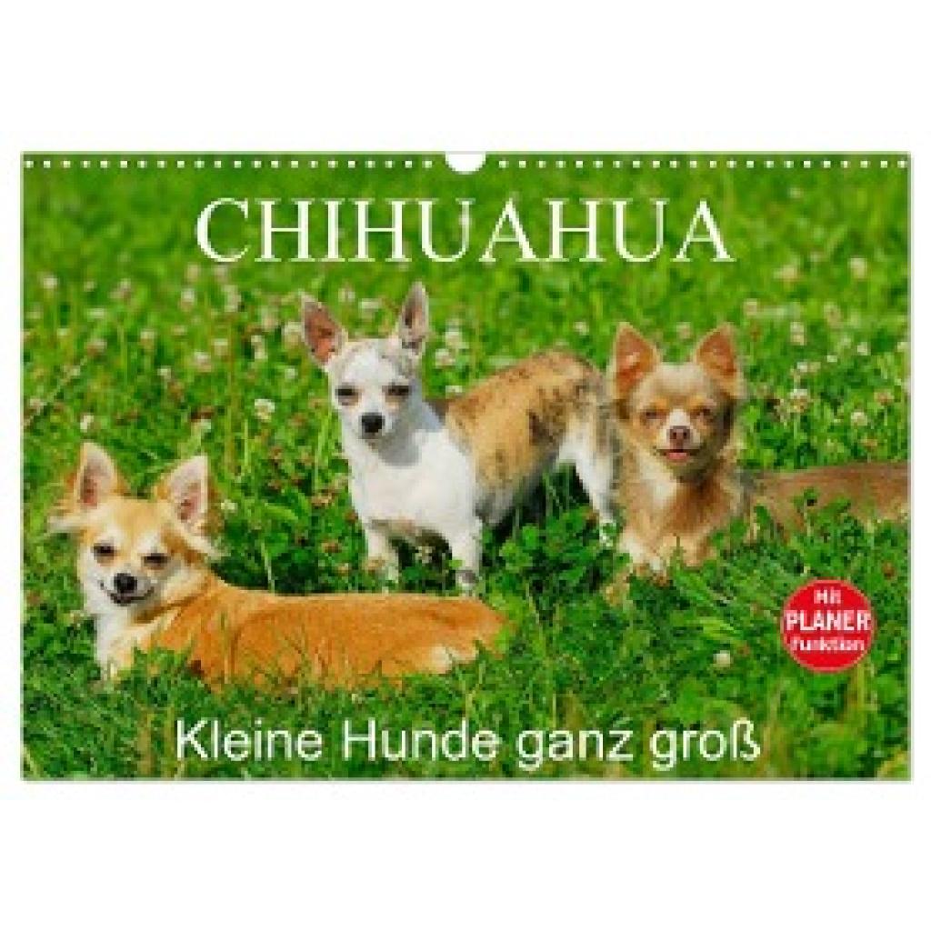 Starick, Sigrid: Chihuahua - Kleine Hunde ganz groß (Wandkalender 2024 DIN A3 quer), CALVENDO Monatskalender