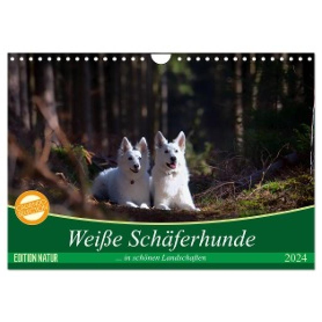 Schikore, Martina: Weiße Schäferhunde in schönen Landschaften (Wandkalender 2024 DIN A4 quer), CALVENDO Monatskalender