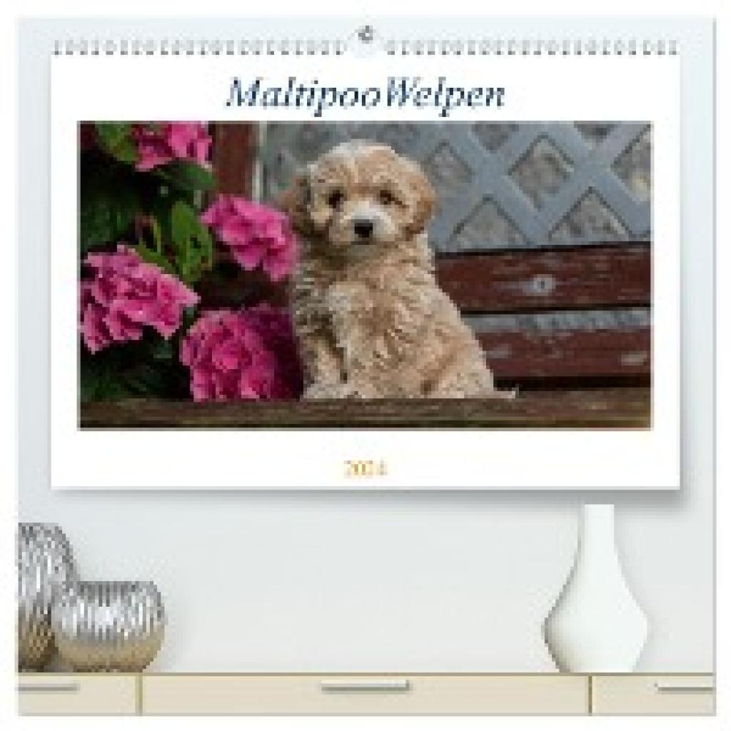 Schultz, Tanja: Maltipoo Welpen (hochwertiger Premium Wandkalender 2024 DIN A2 quer), Kunstdruck in Hochglanz
