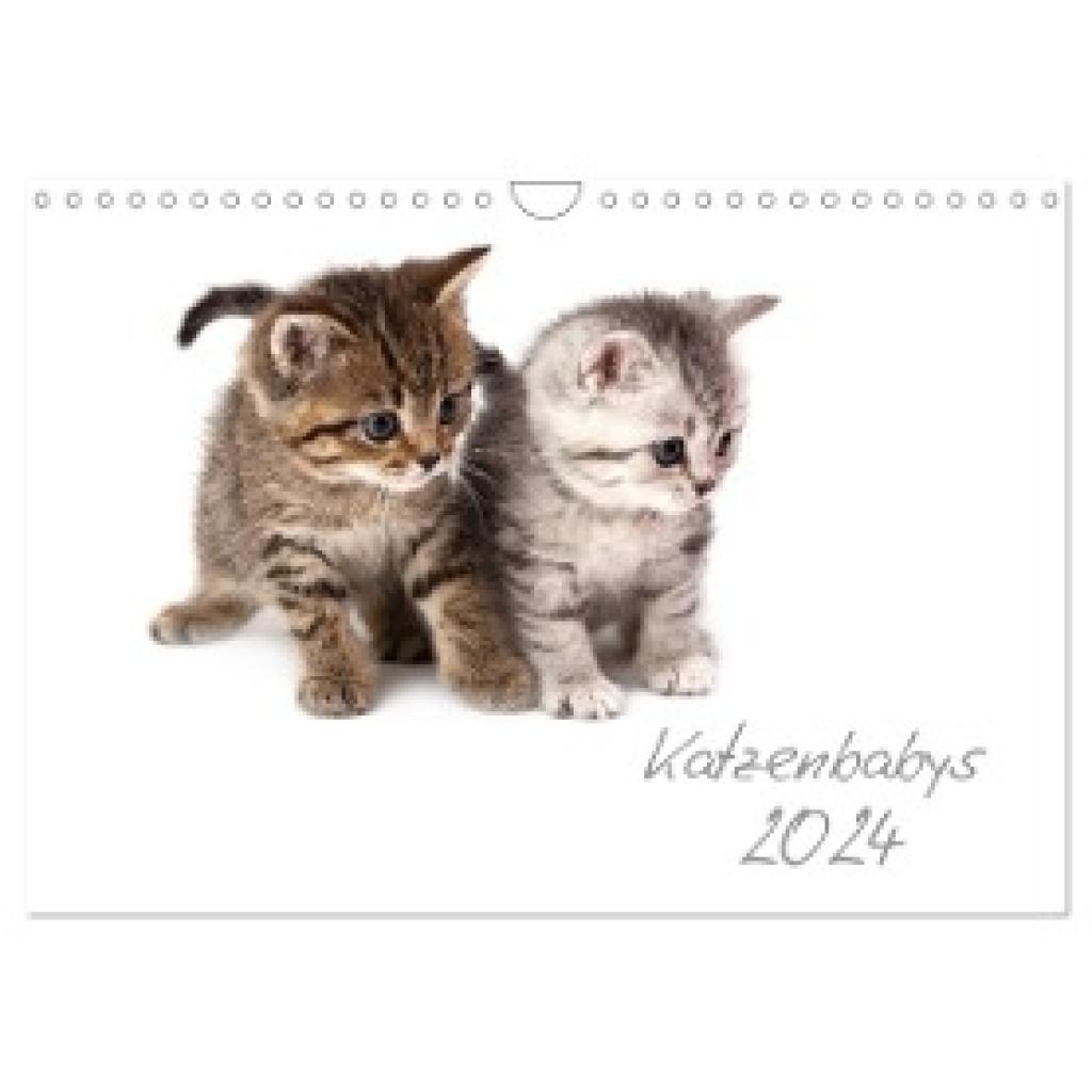 Hesch-Foto, Hesch-Foto: Katzenbabys (Wandkalender 2024 DIN A4 quer), CALVENDO Monatskalender