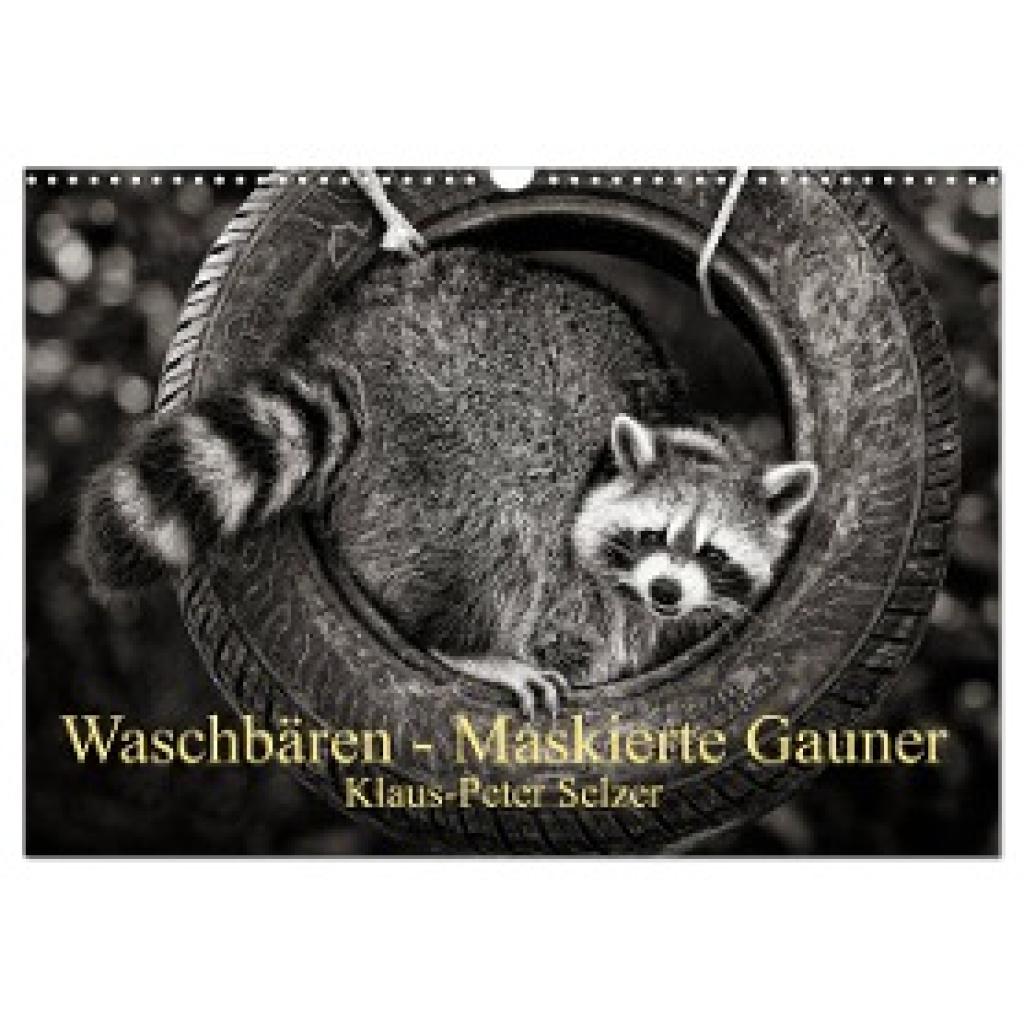 Selzer, Klaus-Peter: Waschbären - Maskierte Gauner (Wandkalender 2024 DIN A3 quer), CALVENDO Monatskalender