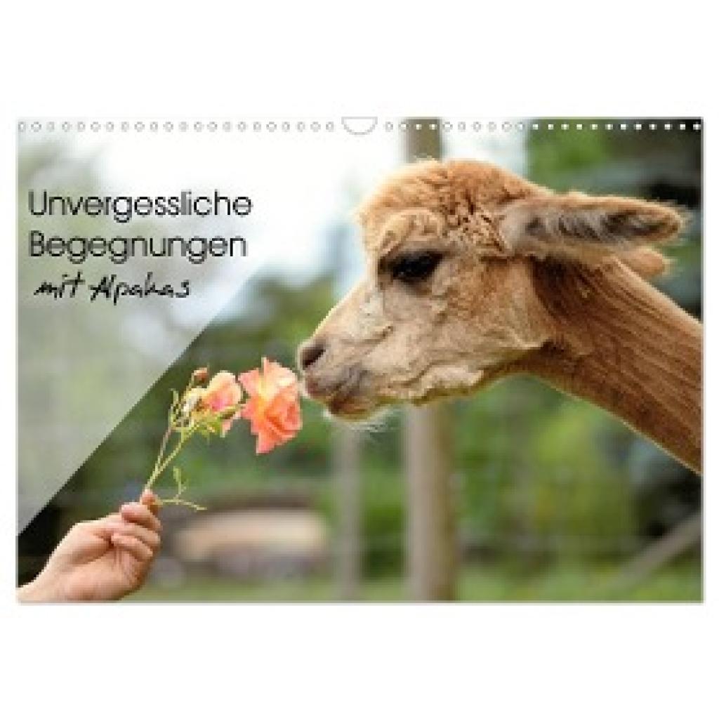 Rentschler, Heidi: Unvergessliche Begegnungen mit Alpakas (Wandkalender 2024 DIN A3 quer), CALVENDO Monatskalender