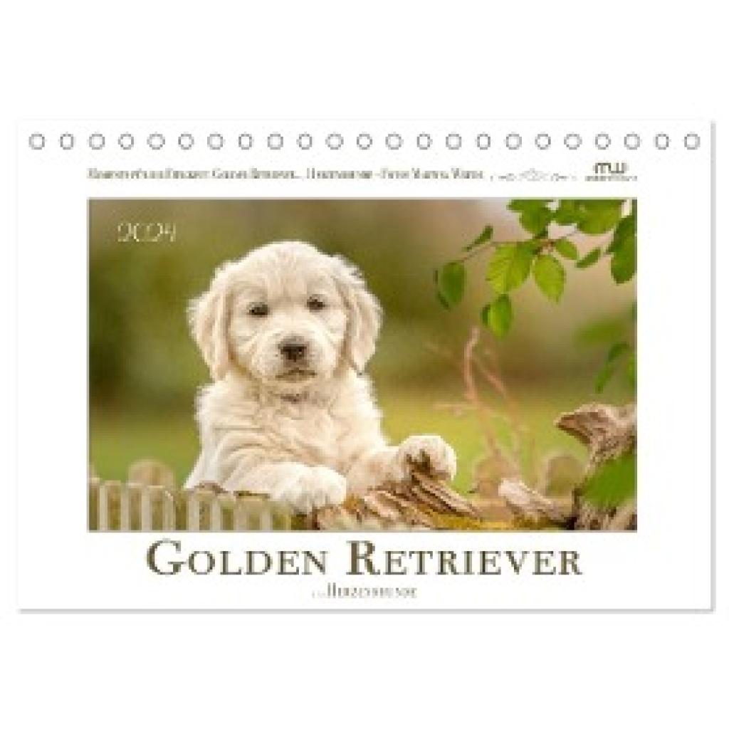 Wrede - Wredefotografie, Martina: Golden Retriever... Herzenshunde (Tischkalender 2024 DIN A5 quer), CALVENDO Monatskale