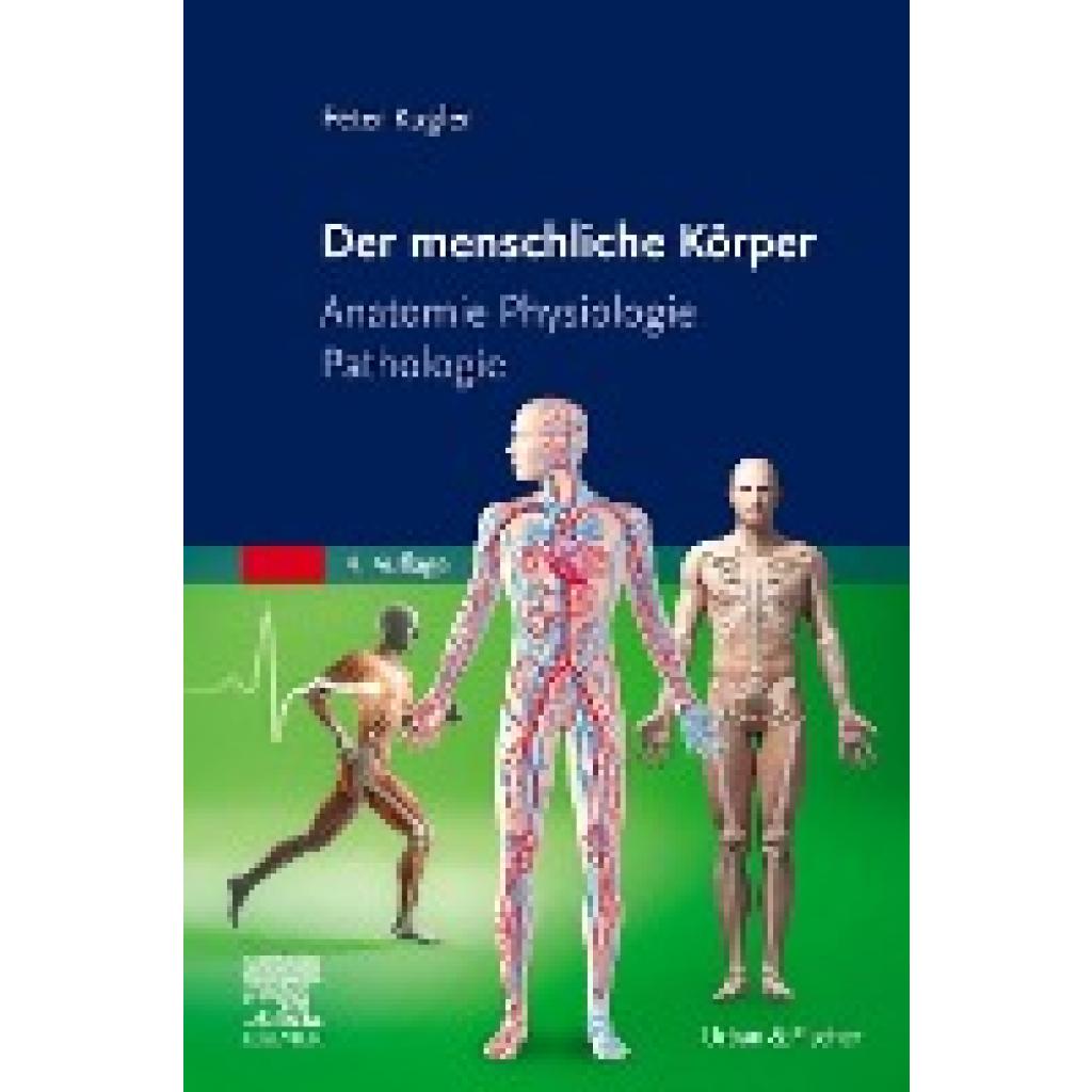 9783437271137 - Der menschliche Körper - Peter Kugler Kartoniert (TB)