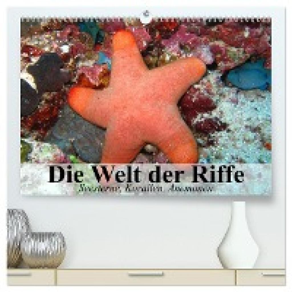 Stanzer, Elisabeth: Die Welt der Riffe. Seesterne, Korallen, Anemonen (hochwertiger Premium Wandkalender 2024 DIN A2 que