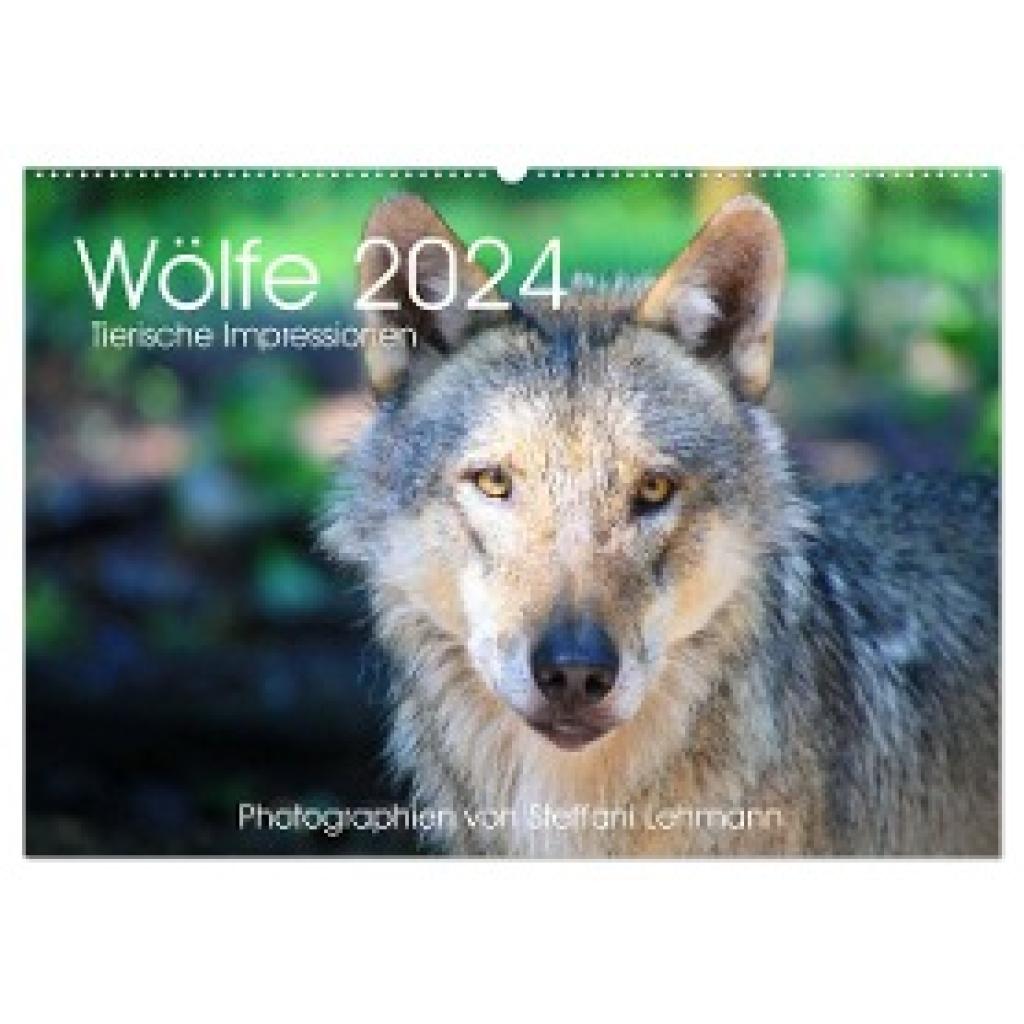 Lehmann, Steffani: Wölfe 2024. Tierische Impressionen (Wandkalender 2024 DIN A2 quer), CALVENDO Monatskalender