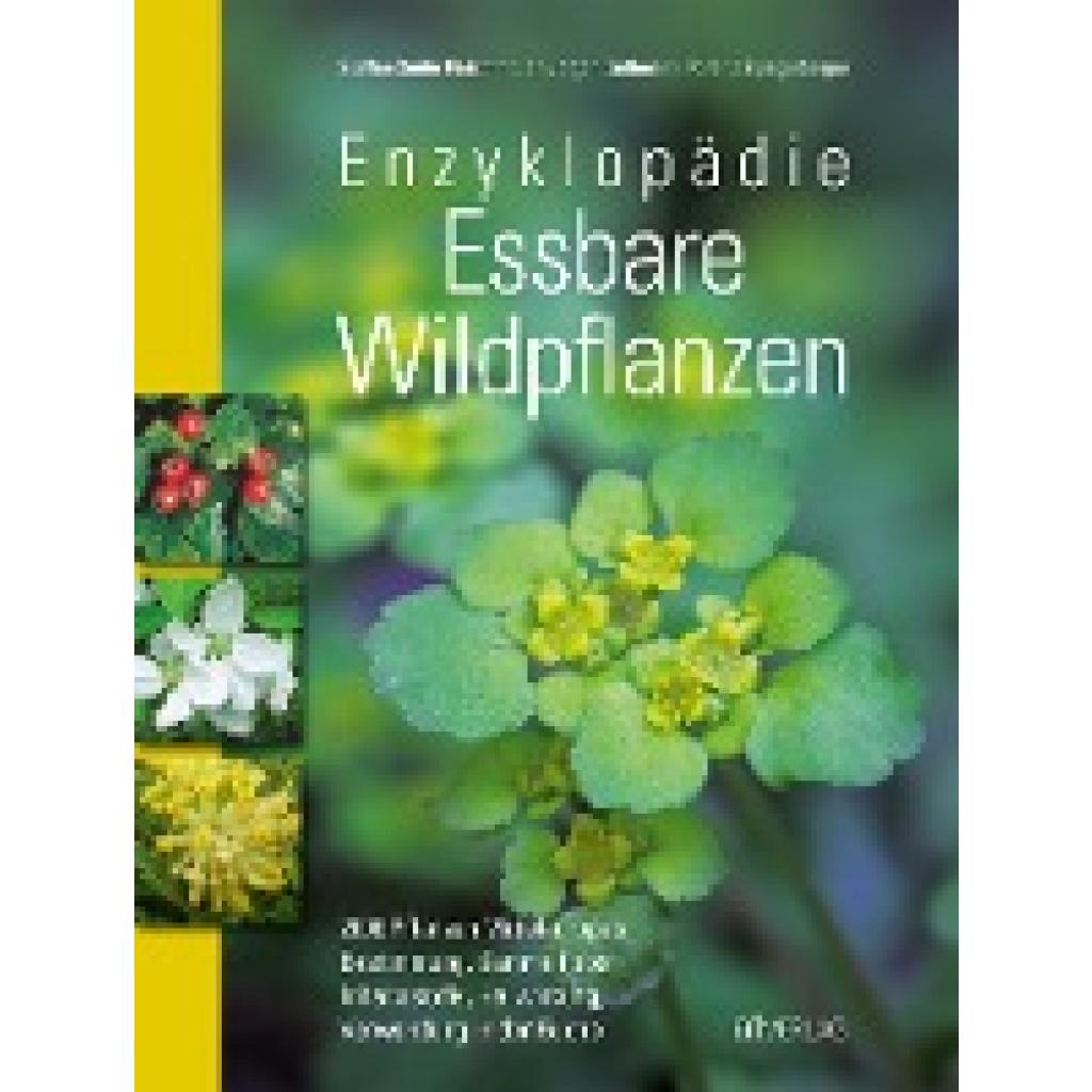 9783038007524 - Enzyklopädie Essbare Wildpflanzen - Jürgen Guthmann Steffen G Fleischhauer Roland Spiegelberger Gebunden 9783038007524 - Enzyklopädie Essbare Wildpflanzen - Jürgen Guthmann Steffen G Fleischhauer Roland Spiegelberger Gebunden