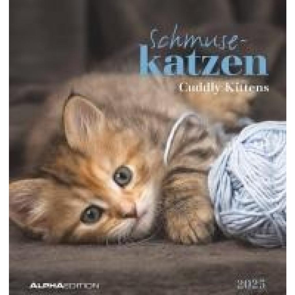 Schmusekatzen 2025 - Postkartenkalender 16x17 cm - Katzen - zum Aufstellen oder Aufhängen - Monatskalendarium - Gadget -