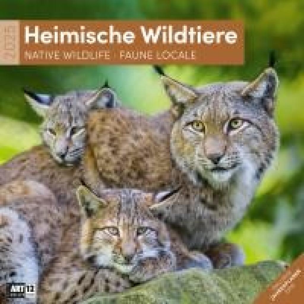 Ackermann Kunstverlag: Heimische Wildtiere Kalender 2025 - 30x30