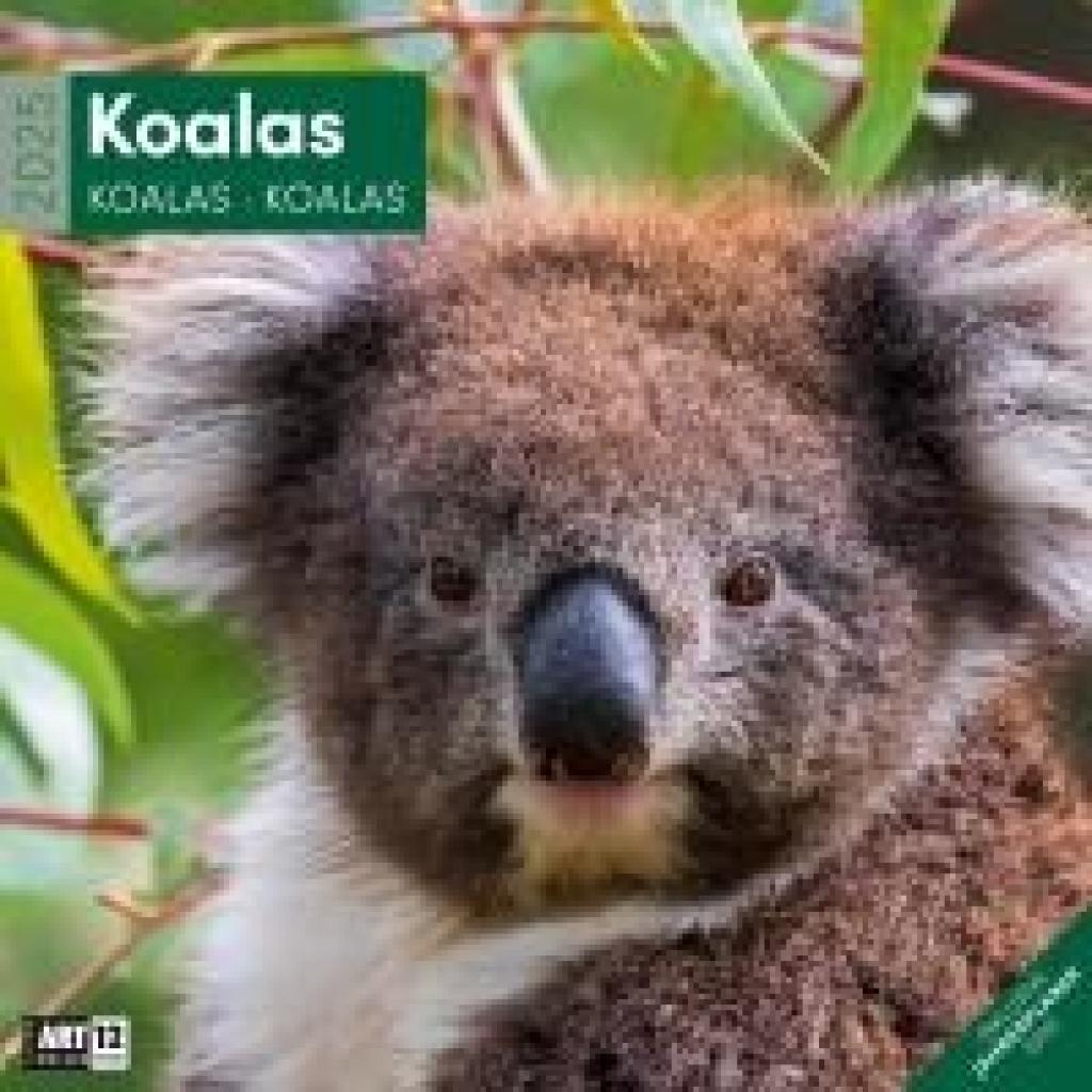 Ackermann Kunstverlag: Koalas Kalender 2025 - 30x30