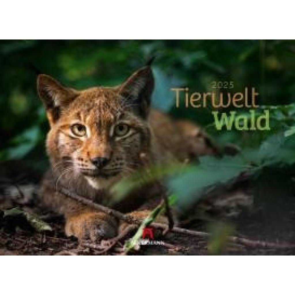 Ackermann Kunstverlag: Tierwelt Wald Kalender 2025