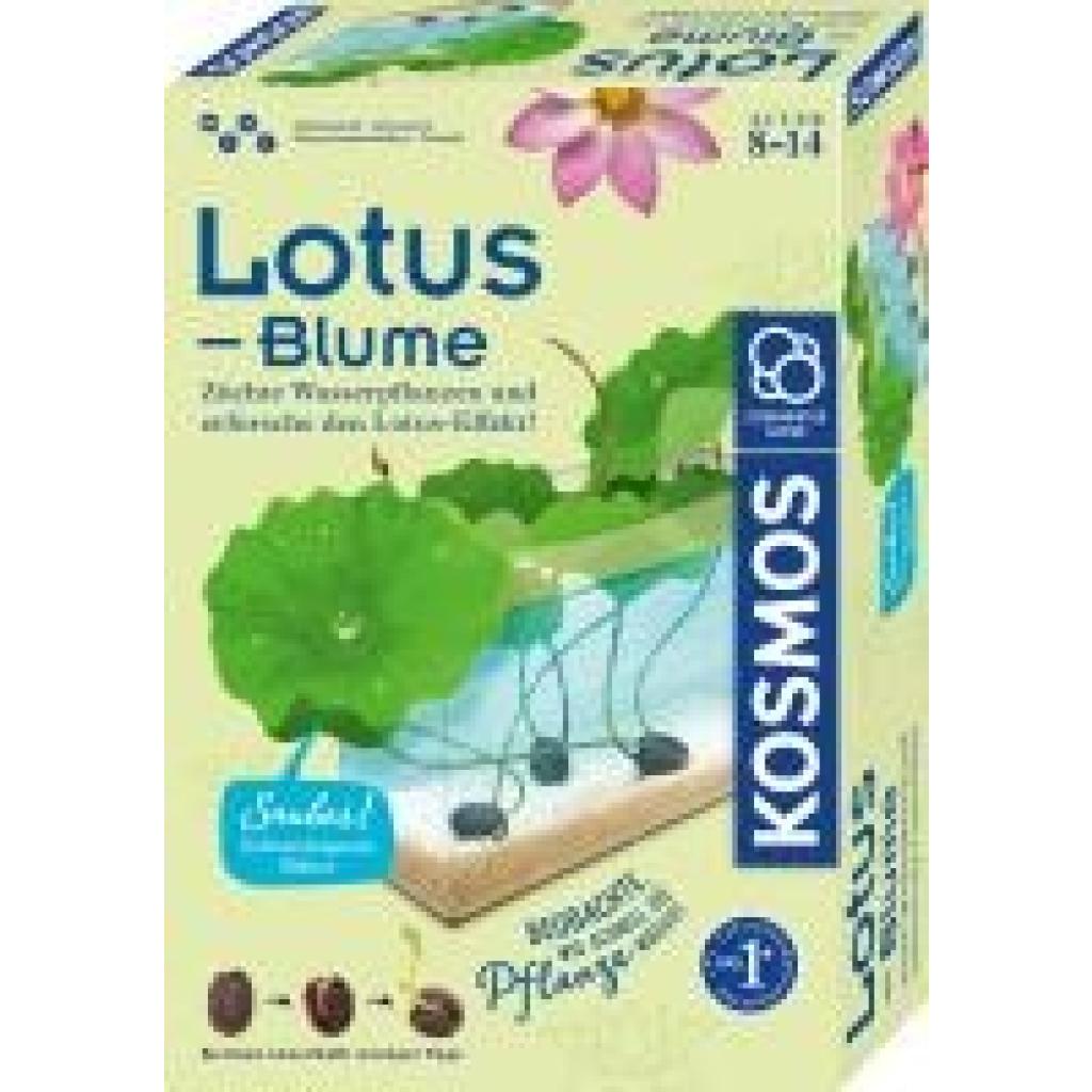 Lotus-Blume