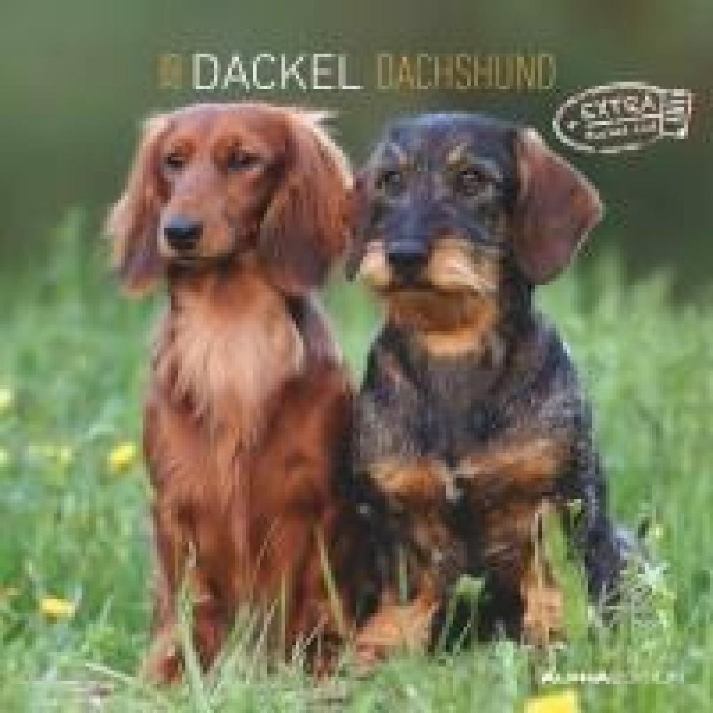 Dackel 2025 - Broschürenkalender 30x30 cm (30x60 geöffnet) - Kalender mit Platz für Notizen - Dachshund - Bildkalender -