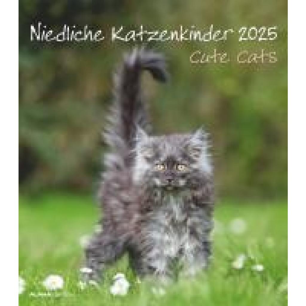 Niedliche Katzenkinder 2025 - Wand-Kalender - Tier-Kalender - 30x34