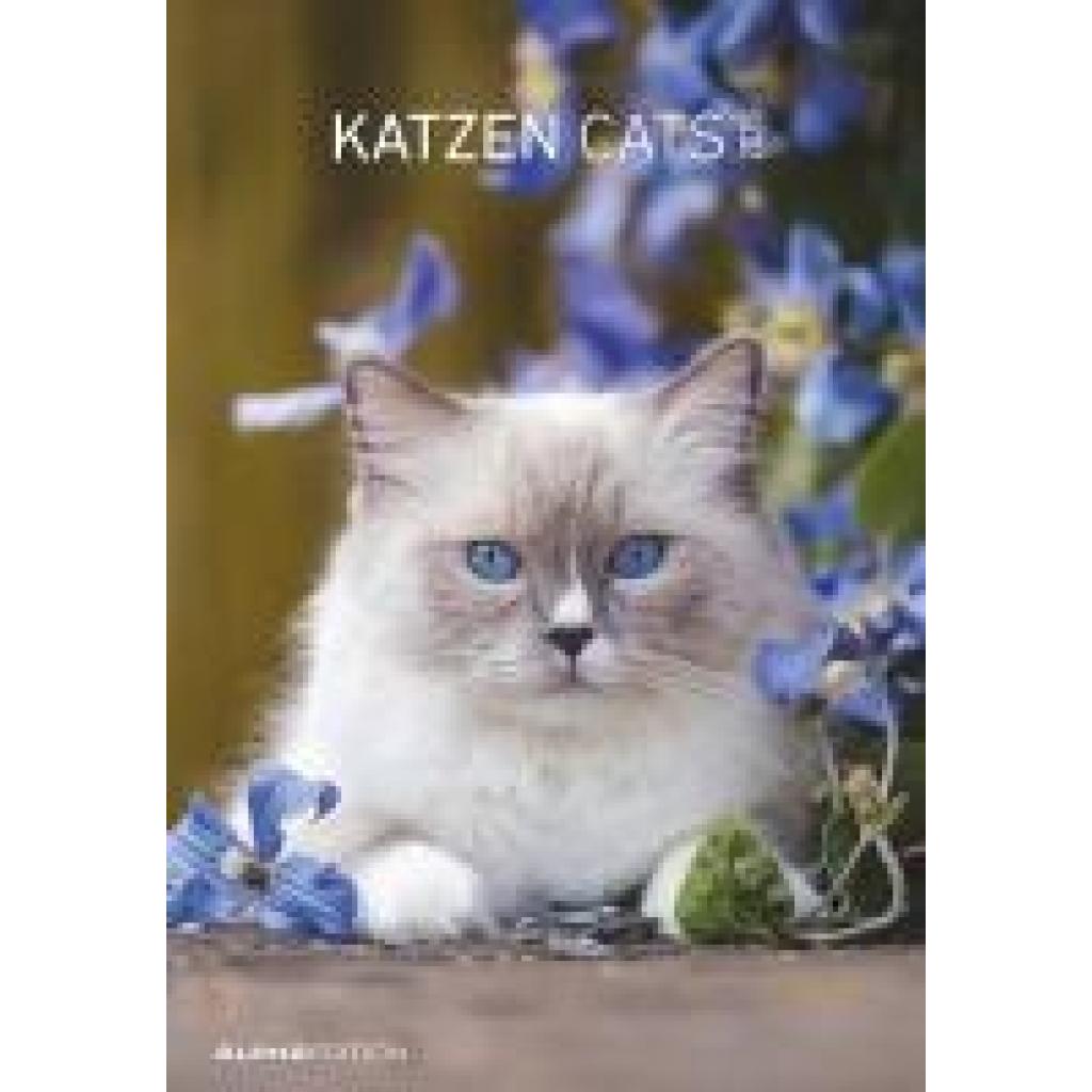 Katzen 2025 - Bildkalender 23,7x34 cm - Kalender mit Platz für Notizen - mit vielen Zusatzinformationen - Cats - Wandkal