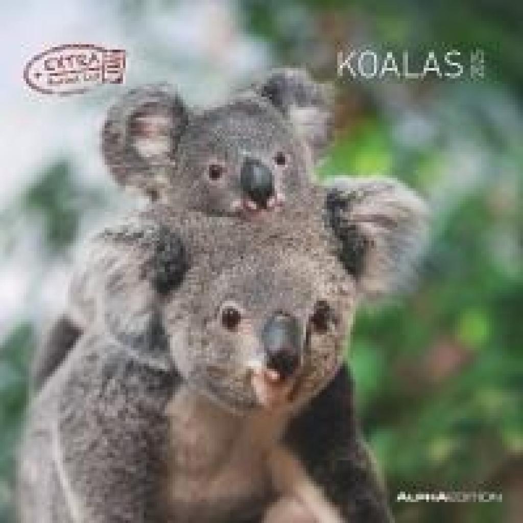 Koalas 2025 - Broschürenkalender 30x30 cm (30x60 geöffnet) - Kalender mit Platz für Notizen - koala bears - Bildkalender