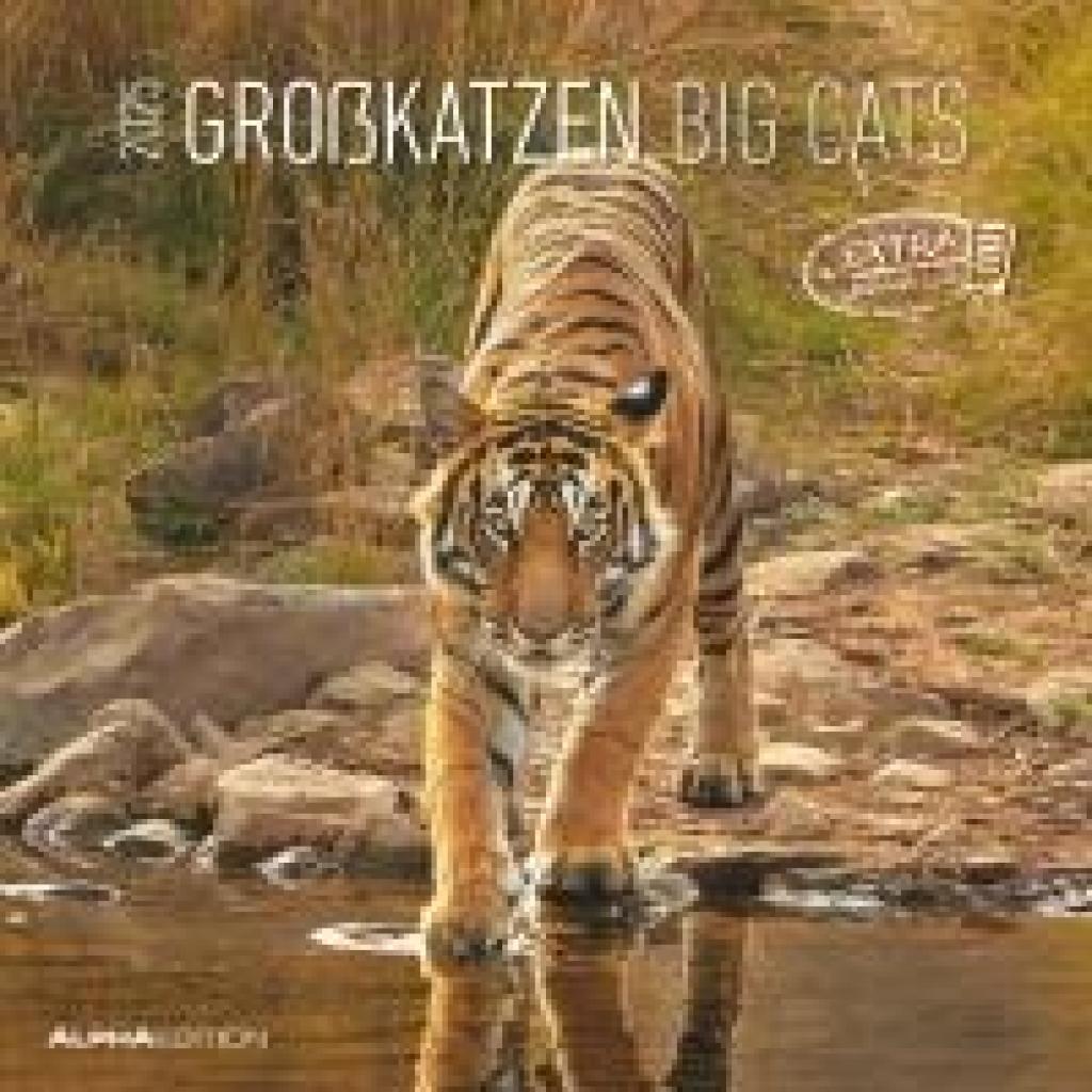 Großkatzen 2025 - Broschürenkalender 30x30 cm (30x60 geöffnet) - Kalender mit Platz für Notizen - Big Cats - Bildkalende