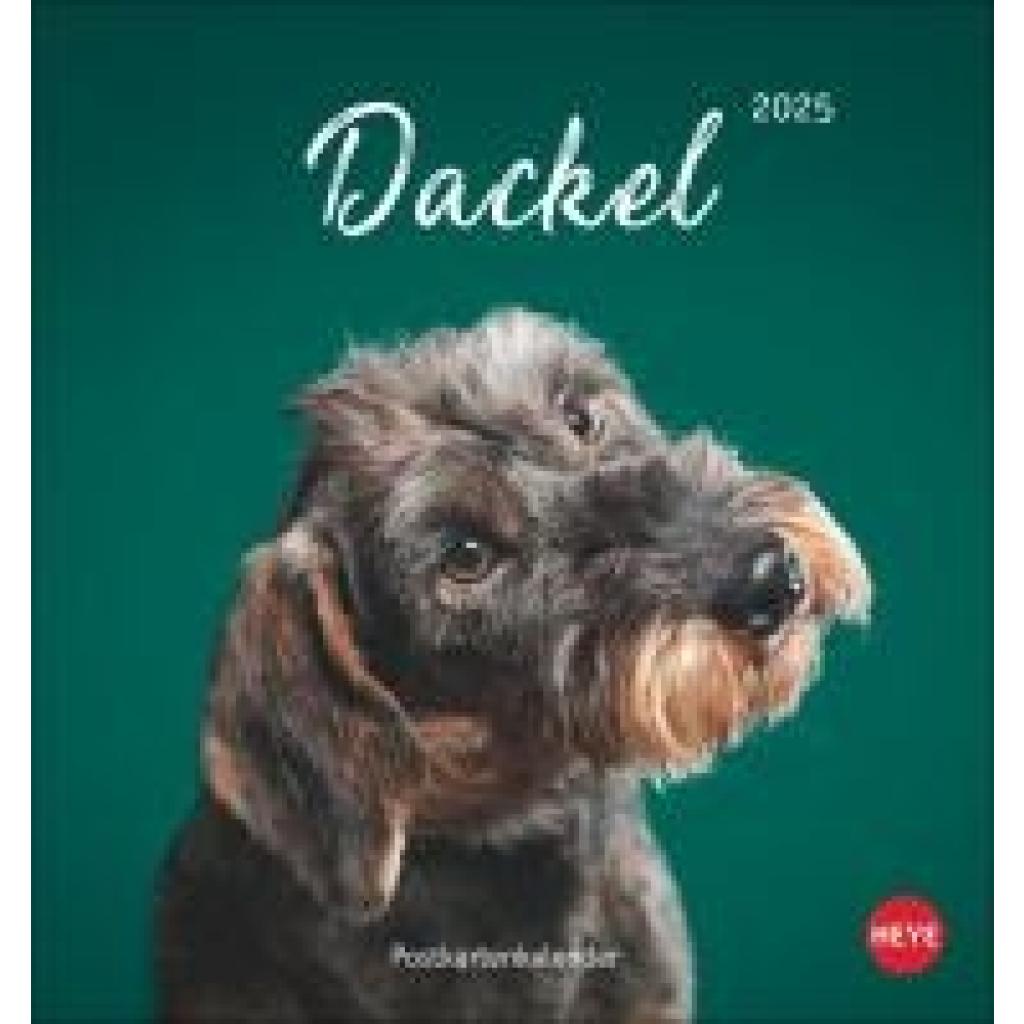 Dackel Postkartenkalender 2025