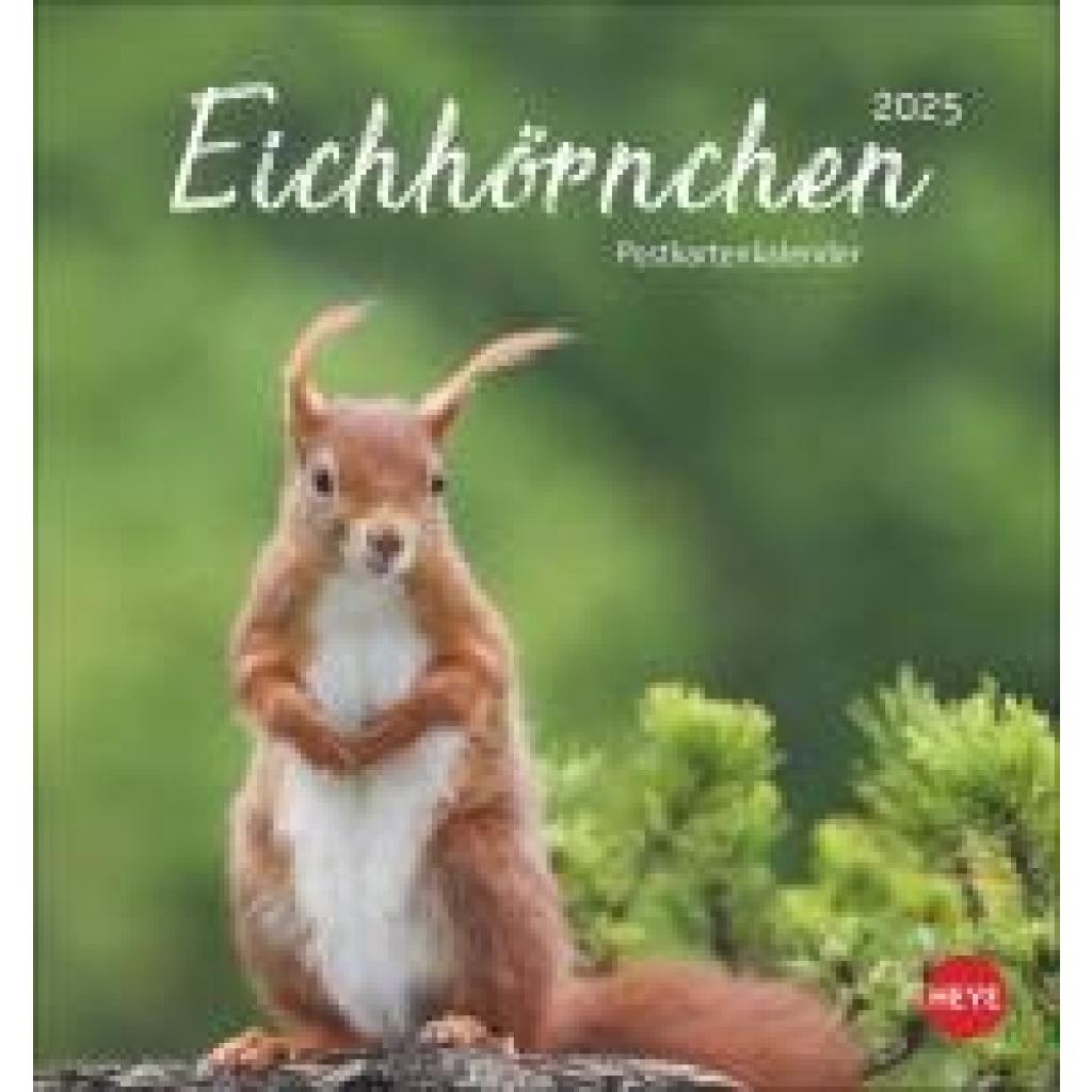 Eichhörnchen Postkartenkalender 2025