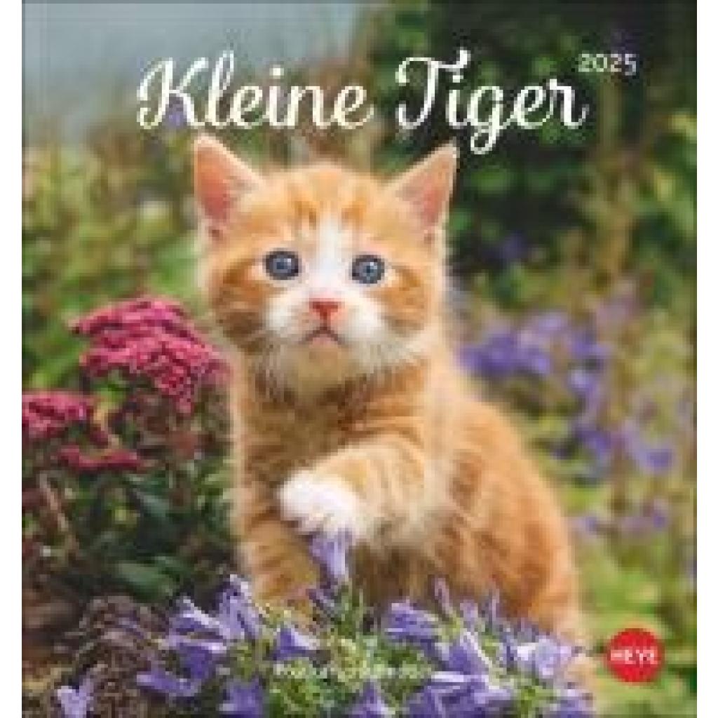 Katzen Postkartenkalender Kleine Tiger 2025