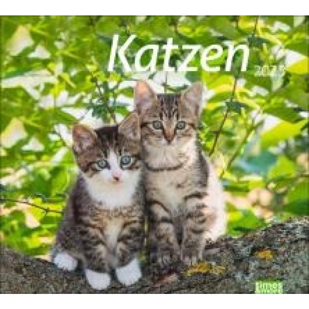 Katzen Bildkalender 2025