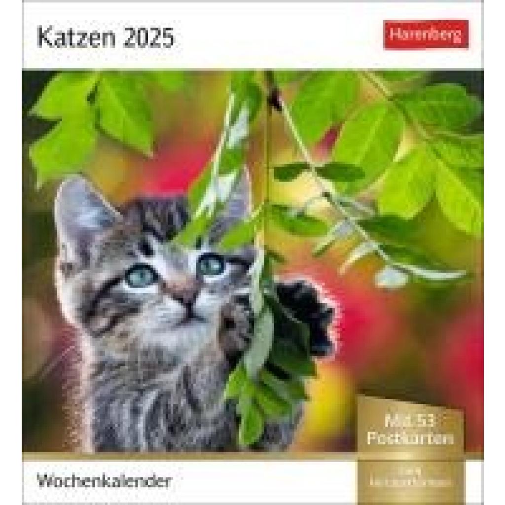 Katzen Postkartenkalender 2025 - Wochenkalender mit 53 Postkarten