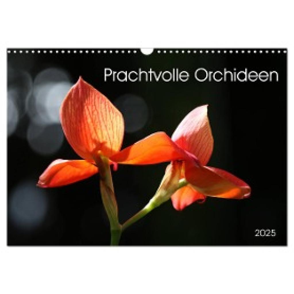 SchnelleWelten, SchnelleWelten: Prachtvolle Orchideen (Wandkalender 2025 DIN A3 quer), CALVENDO Monatskalender