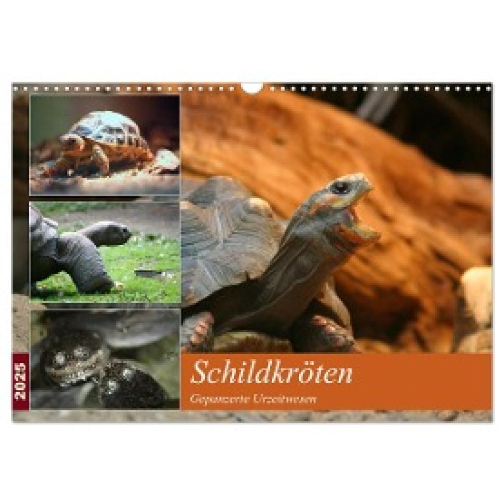 Mielewczyk, Barbara: Schildkröten - Gepanzerte Urzeitwesen (Wandkalender 2025 DIN A3 quer), CALVENDO Monatskalender