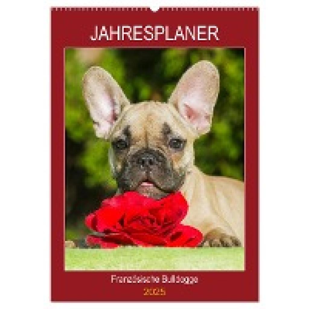 Starick, Sigrid: Jahresplaner Französische Bulldogge (Wandkalender 2025 DIN A2 hoch), CALVENDO Monatskalender