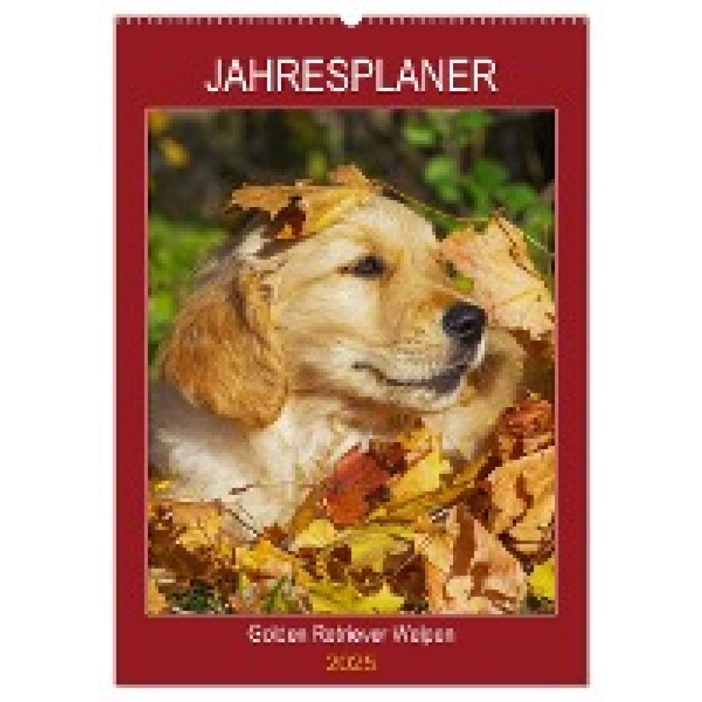 Starick, Sigrid: Jahresplaner Golden Retriever Welpen (Wandkalender 2025 DIN A2 hoch), CALVENDO Monatskalender