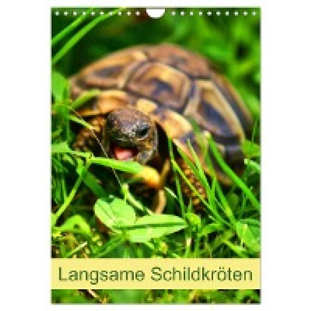 Kattobello, Kattobello: Langsame Schildkröten (Wandkalender 2025 DIN A4 hoch), CALVENDO Monatskalender