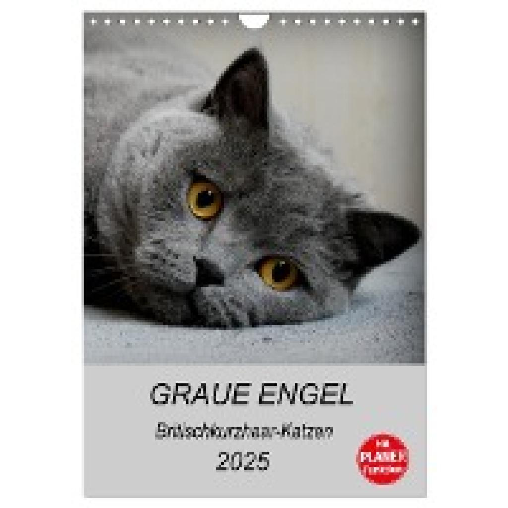 Brumma Jacky-fotos, Jacqueline: Graue Engel - Britischkurzhaar-Katzen (Wandkalender 2025 DIN A4 hoch), CALVENDO Monatska