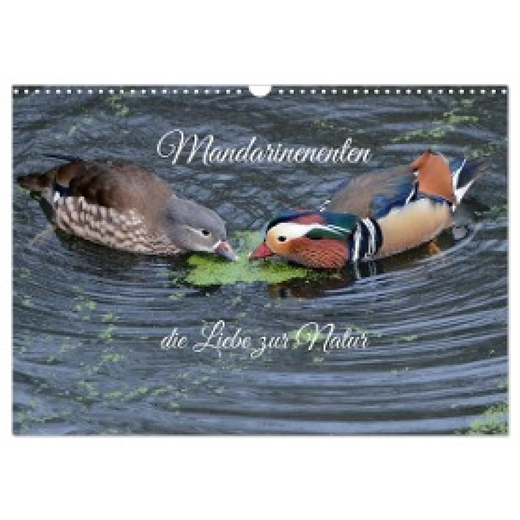 Rufotos, Rufotos: Mandarinenenten, die Liebe zur Natur (Wandkalender 2025 DIN A3 quer), CALVENDO Monatskalender