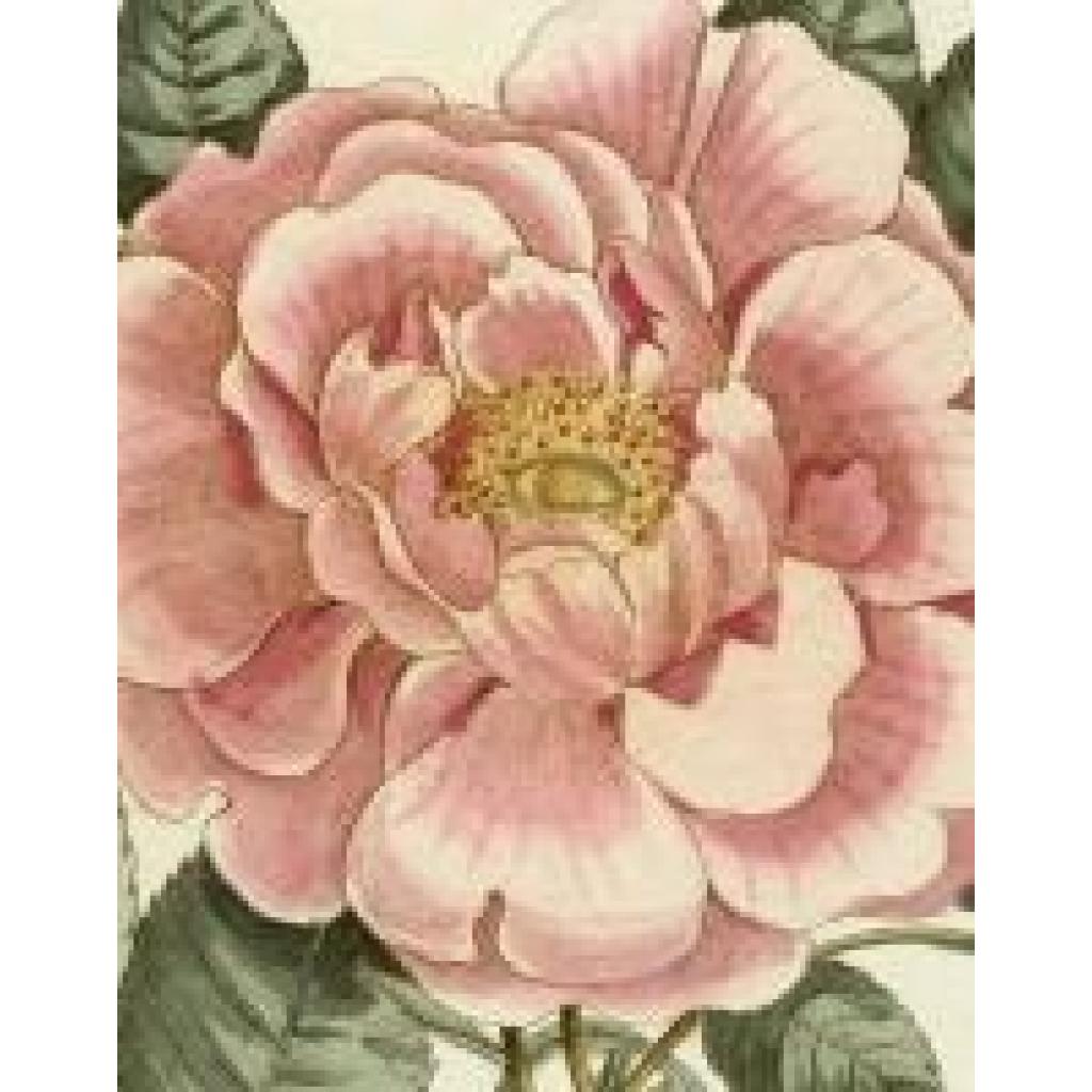9781648294167 - Derian John John Derian Picture Book II 9781648294167 - Derian John John Derian Picture Book II