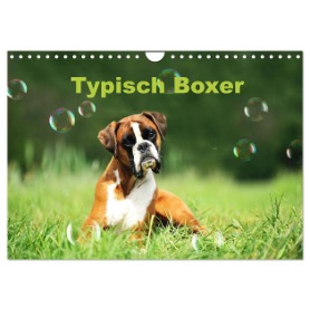 Janetzek, Yvonne: Typisch Boxer (Wandkalender 2025 DIN A4 quer), CALVENDO Monatskalender